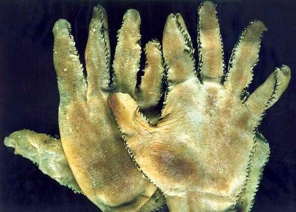 24. Seri katil Ed Gein'in insan derisi eldivenleri