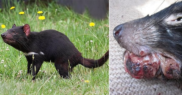 9. Тасманийские (сумчатые) дьяволы настолько жестоко дерутся кусая друг друга, что у них развился заразный рак рта.