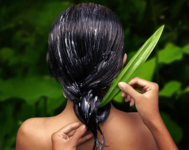 Aloe vera'da bulunan vitaminler, mineraller ve enzimler yağlı saçlardan kurtulmak için çok yararlıdır.