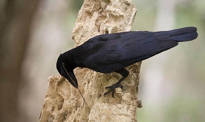 Avını Yakalamak İçin Kanca Benzeri Alet Yapan Tek Hayvan: Kargalar