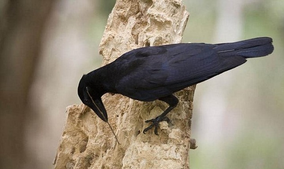 Avını Yakalamak İçin Kanca Benzeri Alet Yapan Tek Hayvan: Kargalar