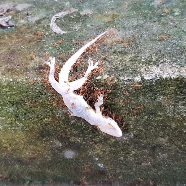 11. Муравьи несут добычу домой