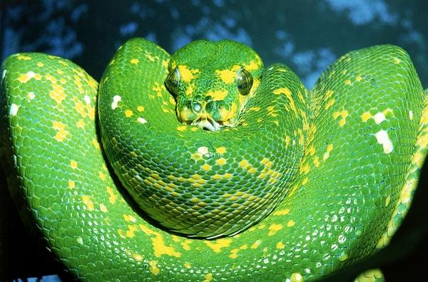 Hatta bir araştırmaya göre Amerika halkının neredeyse yarısının en büyük korkusu yılanlar.