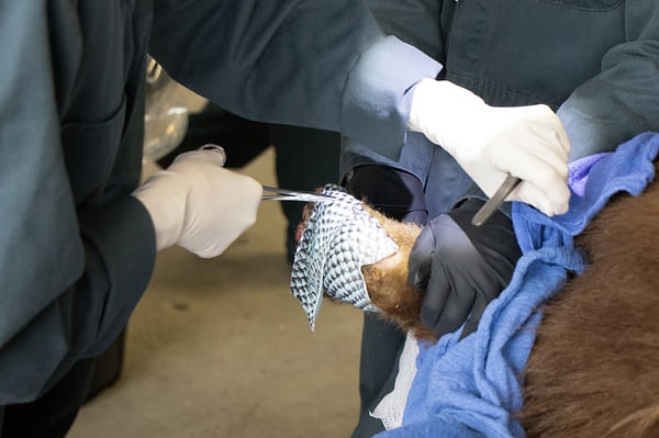 4. Итак, хирурги простерилизовали кожу рыбы тиляпии и наложили ее на лапы животных.