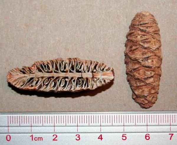 26. Окаменевшая сосновая шишка