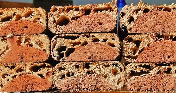 32. Древесина, повреждённая термитами