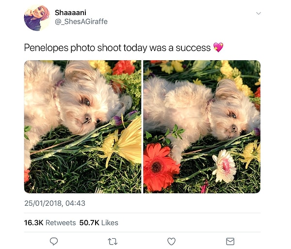 1. Эта девушка устроила своей собаке настоящий гламурный фотосет 📸