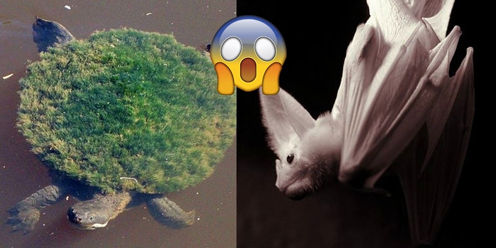 18 интересных фото, показывающих всю красоту и многообразие нашего мира