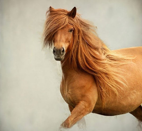 15. "Предсмертная блевотина лошадок"