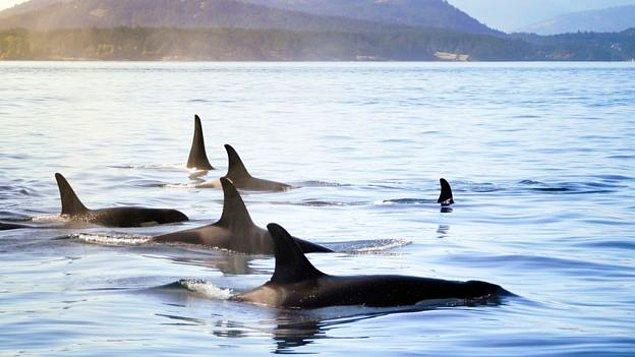 Ancak Fransa'nın Antibes kentindeki bir deniz parkında tutulan Wikie'nin insanları taklit edebilen ilk katil balina olduğu sanılıyor.