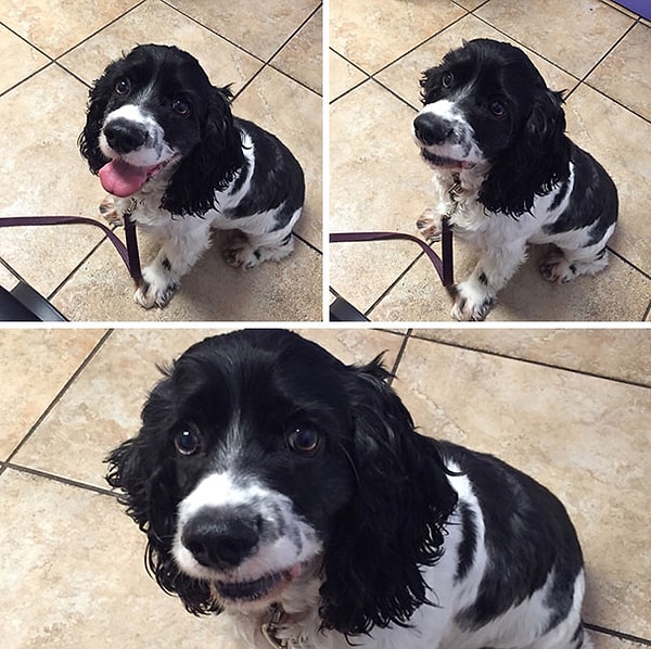 1. "Когда он понял, что мы идем к ветеринару, а не в парк"