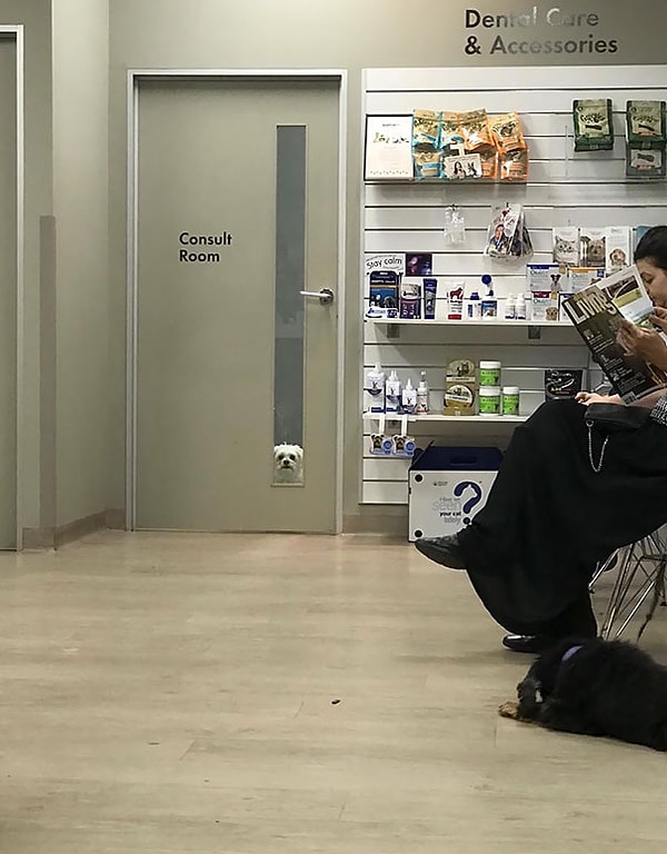 8. "Итак, моя собака была сегодня на приеме у ветеринара"