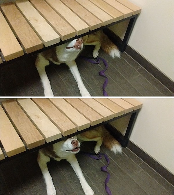 25. "Типичный поход к ветеринару"