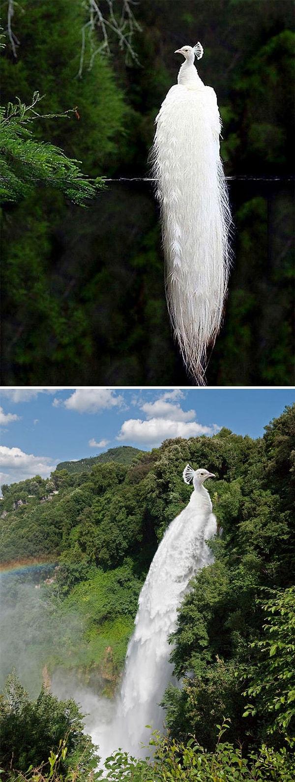 11. Beyaz tavuskuşunun şelalesi