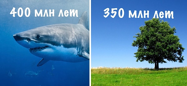 17. Акулы появились на нашей планете раньше, чем деревья 🌲