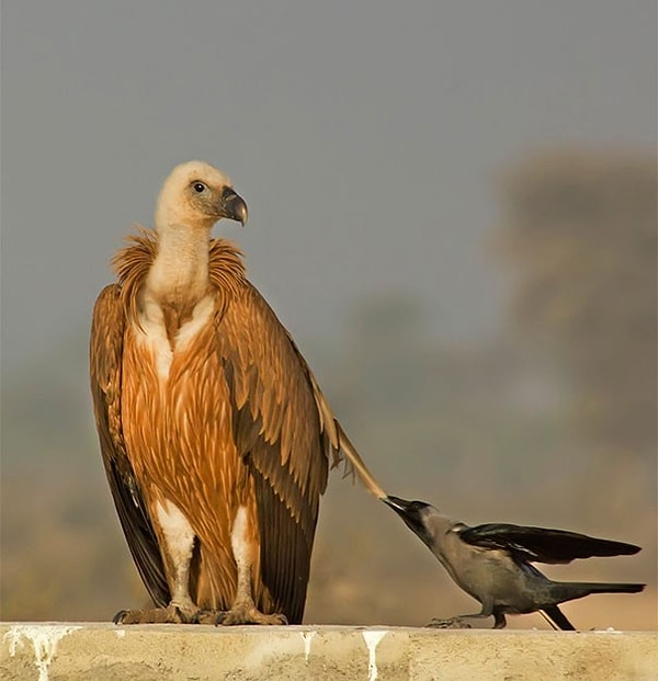 7. Ворона-стилист