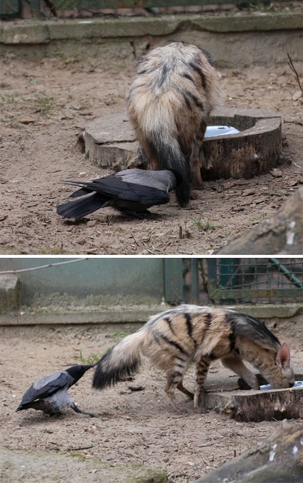10. "Ты что это себе позволяешь? А ну брысь отсюда, моя вода"