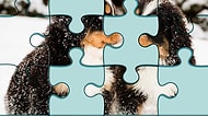 Bu 12 Parçalık Minnoş Puzzle'ı Tamamlayabilecek misin?