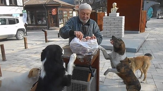 Sokak Hayvanlarını Her gün, Aynı Yerde ve Aynı Saatte Besliyordu: Sakarya Ulvi Amca'sız Kaldı...