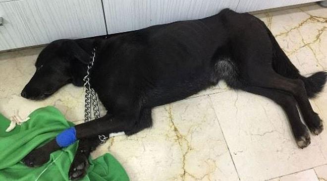 İnsanlığımızdan Utanır Hale Geldik: İstanbul'da Makatından Silikon Sıkılan Köpek Coffee Hayatını Kaybetti