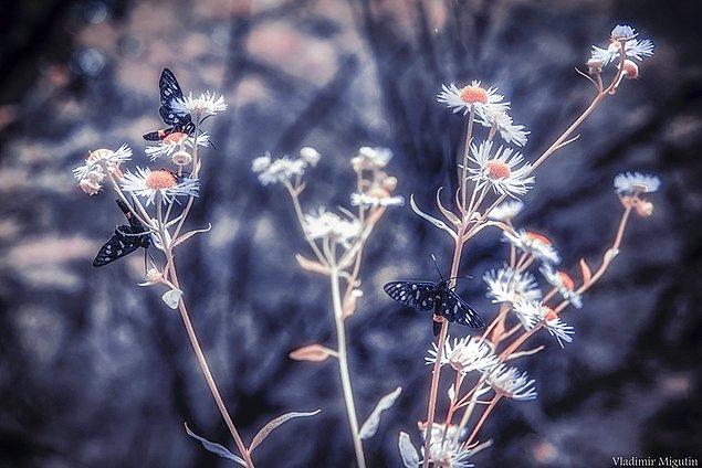 3. Ormanda kelebekler ve çiçekler, Çernobil Yasaklı Bölge