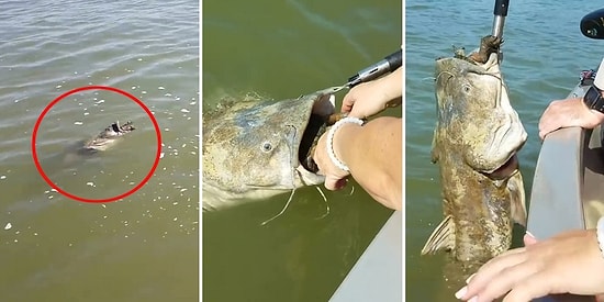 Suyun Yüzeyinde Hareketsiz Duran Balığın Yutmaya Çalıştığı Şeyi Görünce Şoke Oldular!