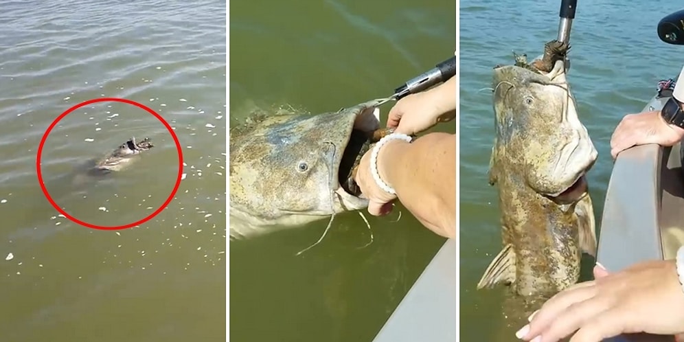 Suyun Yüzeyinde Hareketsiz Duran Balığın Yutmaya Çalıştığı Şeyi Görünce Şoke Oldular!