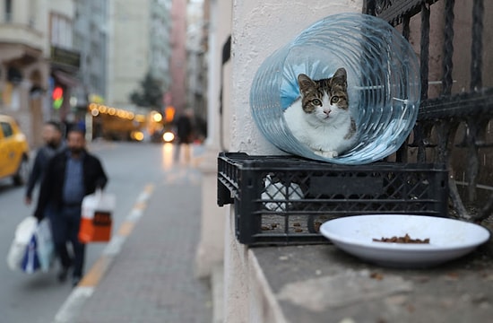 Sonsuz Karmaşa İçindeki Sevimli Hayatlar! Reuters İstanbul'un Sokak Kedilerini Fotoğrafladı 🐱