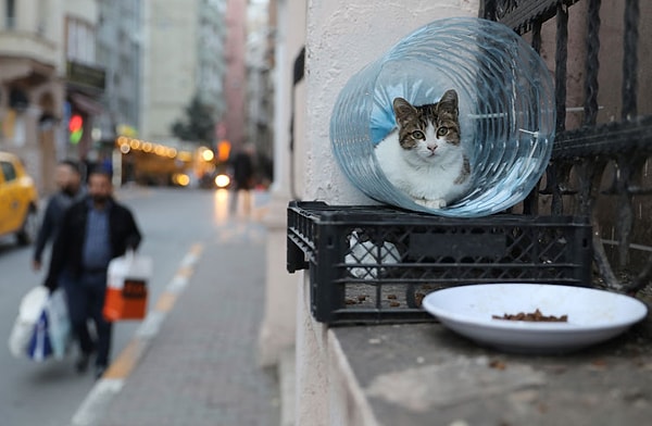 Bu durum ülkemizde hatta özellikle İstanbul'da alışagelmiş bir durumken ülkemizi ziyarete gelen insanlar tarafından şaşkınlıkla karşılanabilmekte.