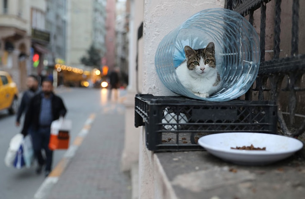 Sonsuz Karmaşa İçindeki Sevimli Hayatlar! Reuters İstanbul'un Sokak Kedilerini Fotoğrafladı 🐱