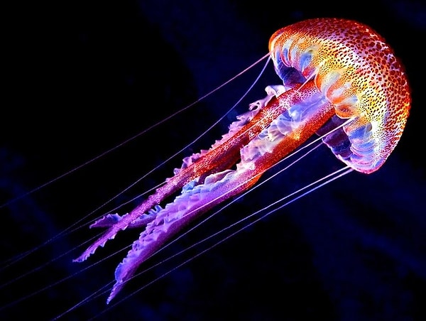 1. Медузы могут испаряться