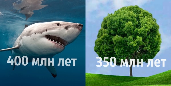 13. Акулы возникли раньше деревьев