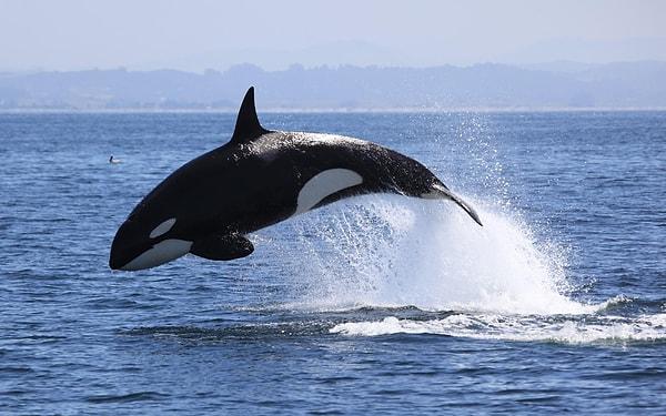12. Bugüne kadar bir katil balinanın bir insanı öldürdüğü tek bir olay yaşanmadı.