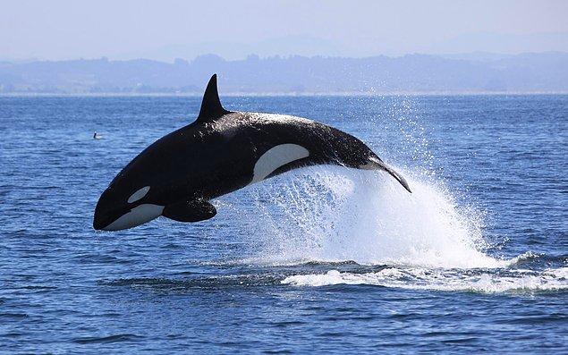 10. Bugüne kadar bir katil balinanın bir insanı öldürdüğü tek bir olay yaşanmadı.