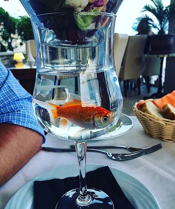 15. Мы нашли Немо! 🐠