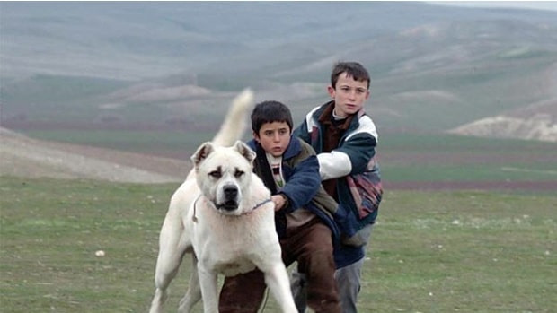 Sivas | 2014 | IMDB / 7,4
