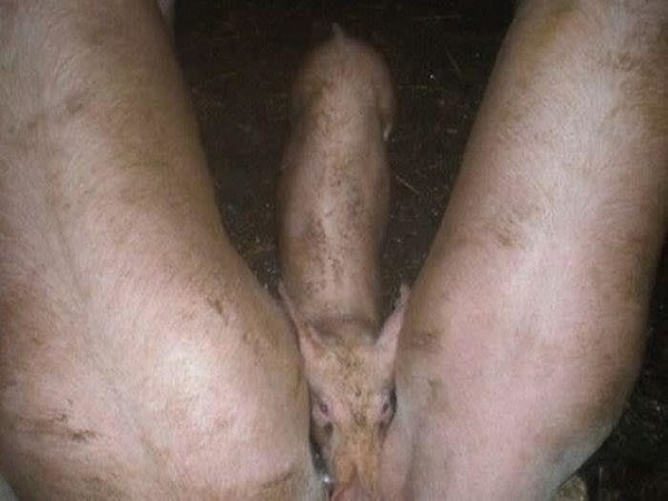 9. Это 3 свиньи! И БОЛЬШЕ НИЧЕГО!