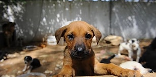 Cumhuriyet Üniversitesi İnceleme Başlattı: Veteriner Fakültesi'nde 'Anatomi Dersi İçin Köpek Öldürüldü' İddiası