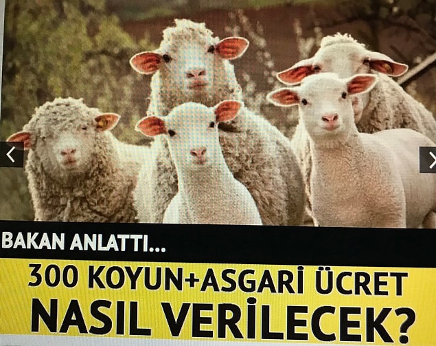 2. Koyunlar da nasıl olacağını merakla bekliyorlar gibi