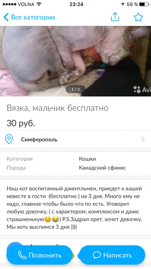 13. Хозяева этого кота, которые ну очень хотят выспаться