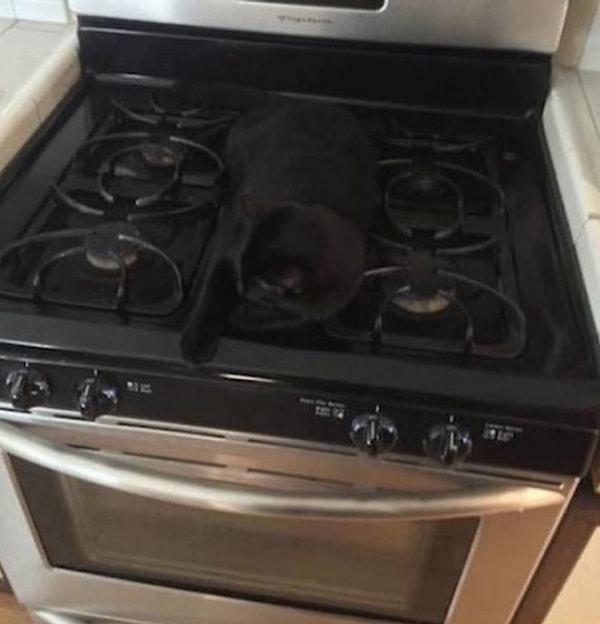 7. "Чуть не сжег своего кота"