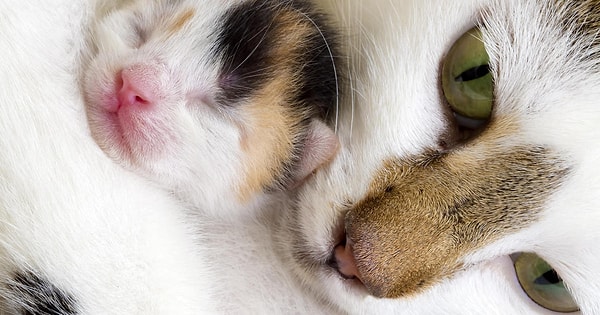 8. В течение следующих нескольких тысяч лет они также распространились в Болгарии и Румынии