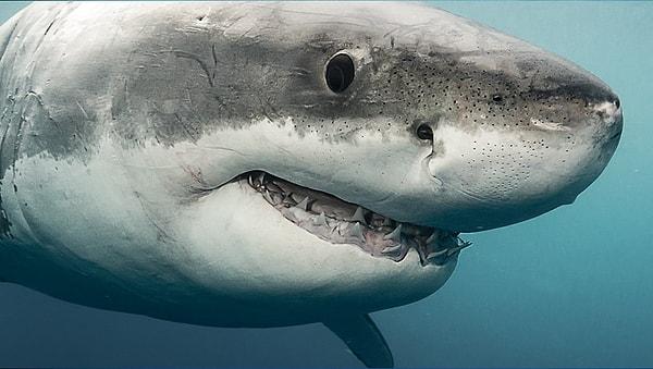 7. 2014 yılında 7 insan köpekbalıkları tarafından öldürüldü, 63 milyon köpekbalığı ise insanlar tarafından öldürüldü.