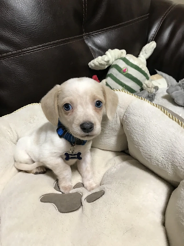 Bir cins, sadece bir cevher veya bir köpek değil, başka bir şey Bir cins, sadece bir cevher veya bir köpek değil, başka bir şey