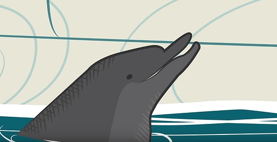 Yunuslar Ne Kadar Zekidir?