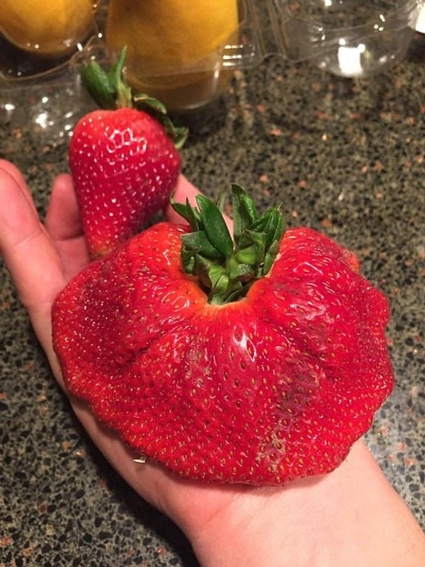 ...и эта клубника-переросток, словно выращенная сумасшедшим химиком-садоводом :)