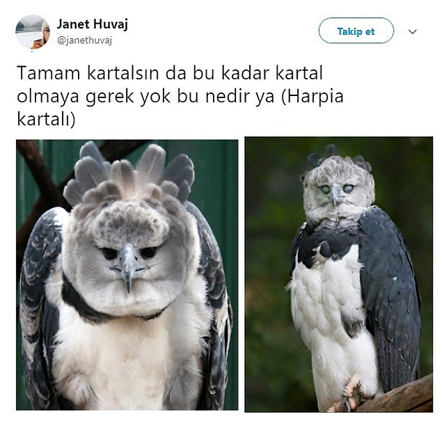 Harpia kartalıyım diyor.