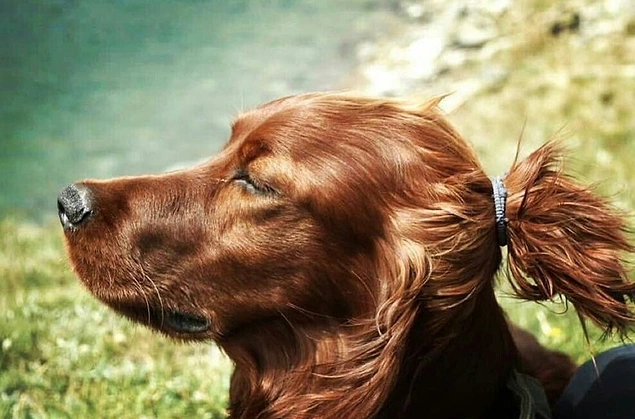 "Pelin'ler nerede kaldı?"