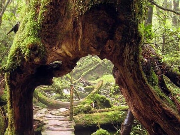 8. Выберите дерево: