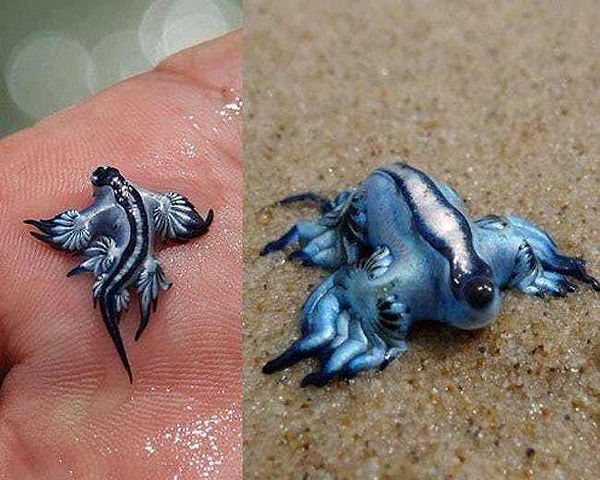 1. Голубой дракон